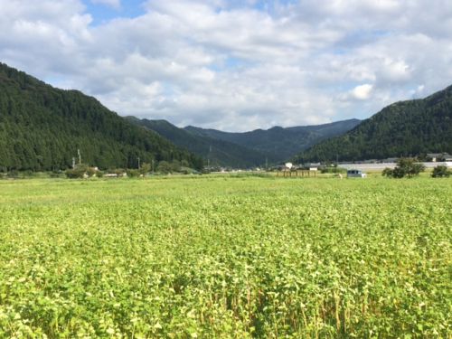 平成29年福井県産秋蕎麦の栽培レポートその3「8月下旬の蕎麦圃場の状況」