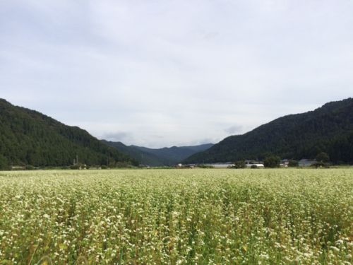 平成29年福井県産秋蕎麦の栽培レポートその4「蕎麦の白い花が満開」