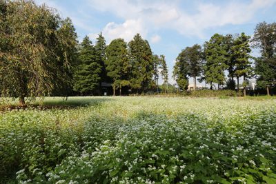 そばの花を見てきました!