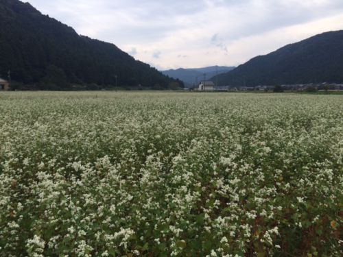 平成29年福井県産秋蕎麦の栽培レポートその5「今年の福井県のソバ栽培の状況は?」