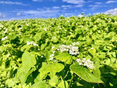 蕎麦畑 寒さで開花遅れたかな?