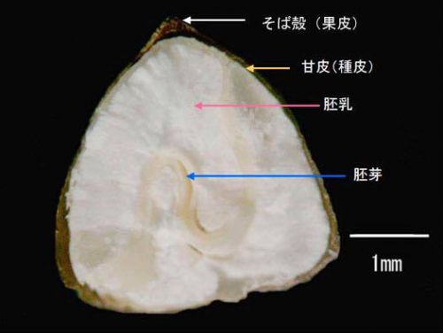 それぞれのそば粉の特徴など。