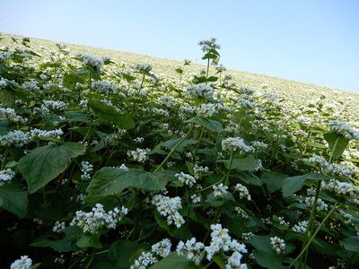 5月の蕎麦畑