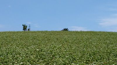 蕎麦畑・実が黒化してきました。