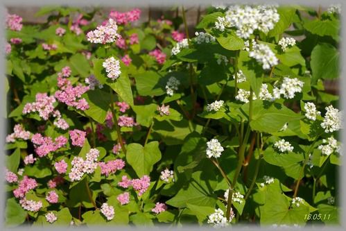 (夏)そばの花