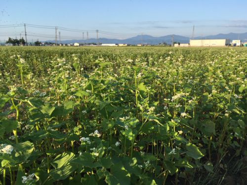 平成30年産!今年も福井夏の新そばが開花しています!