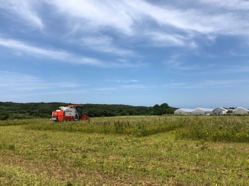 福井県産夏の新蕎麦の刈取りが始まっております!