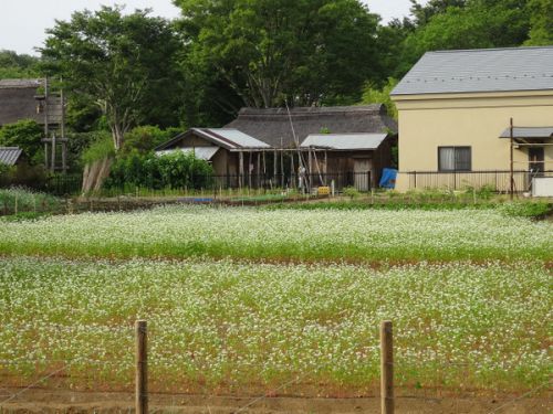 世田谷夏そば花見ツアー① 次大夫堀公園民家園~野川散歩