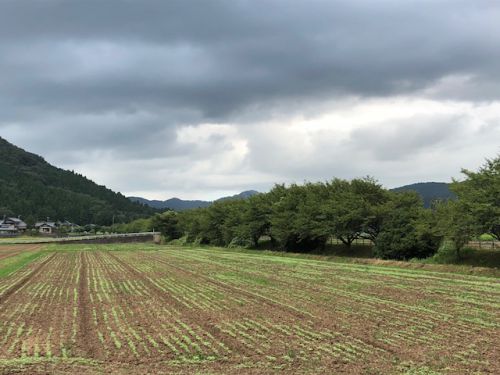 平成30年福井県産秋そばの栽培レポートその2「発芽」