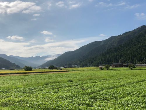 平成30年福井県産秋そばの栽培レポートその3「開花」
