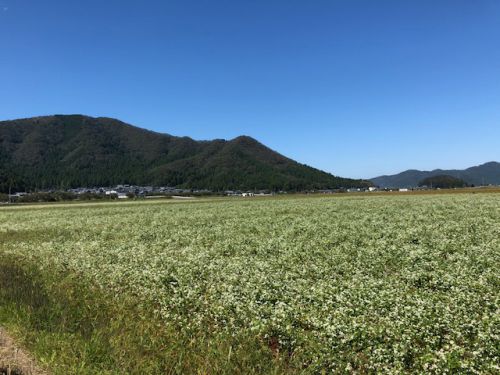 平成30年福井県産秋そばの栽培レポートその4「収穫までもう少し」