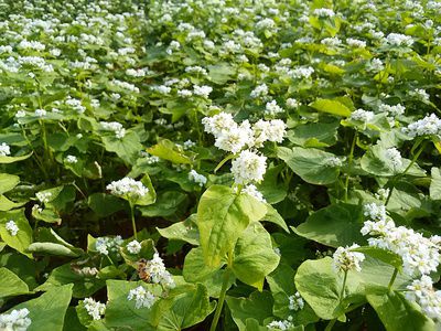 ミツバチ舞い踊り、蕎麦の花満開(^^♪