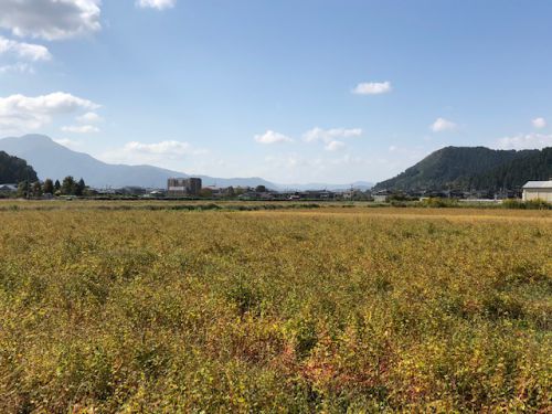 平成30年福井県産秋そばの栽培レポートその5「刈取り開始」