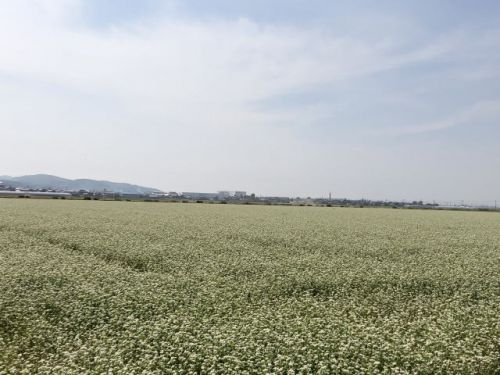 「令和元年産」福井県産夏の新そばの生育状況は?そば畑を見学!