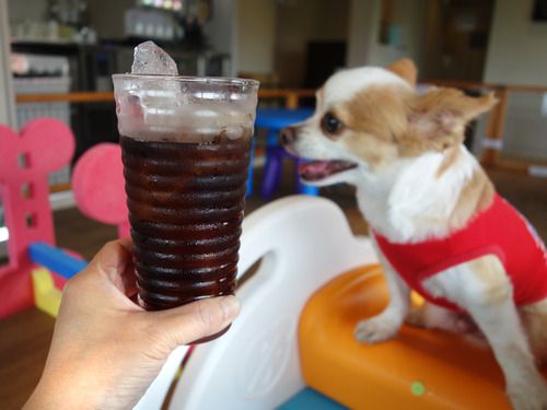 【福岡】大濠公園そばの室内ドッグラン付き飲放カフェ♪@ワンパーク大濠店