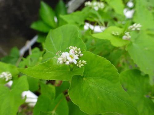 蕎麦の花咲く♪