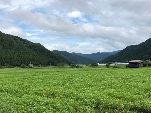 「令和元年」福井県産秋ソバの種まきから約一か月後のそば畑の状況は?
