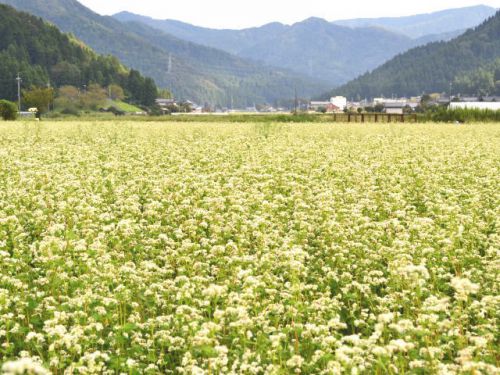 「令和元年」福井県産秋ソバ収穫時期まであともう少し。そば畑の様子はどうでしょうか?