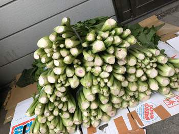 【そば処木鶏】野沢菜漬け・大根の辛子漬レシピ公開!