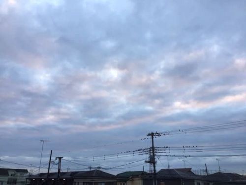 蕎麦無料試食会