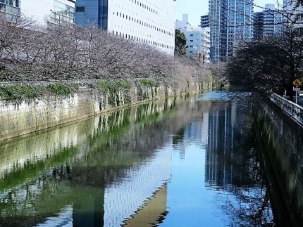 目黒 「川せみ」 「春せみ」鶏団子と竹の子、わかめのつけ汁蕎麦