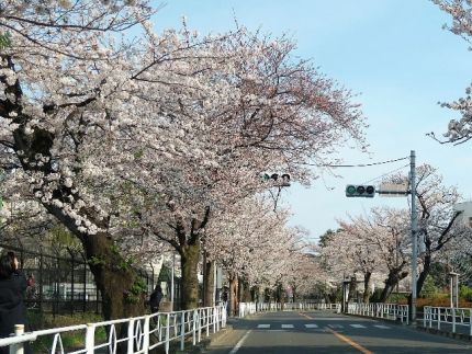 調布 「いしもり」 花見ドライブに「きのこおろし」に蕎麦屋のうどん