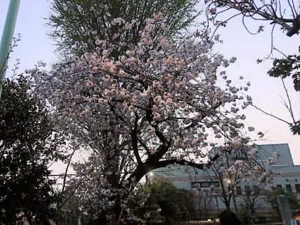 荻窪 「本むら庵」 老舗の実力見たり「蕎麦特別献立」