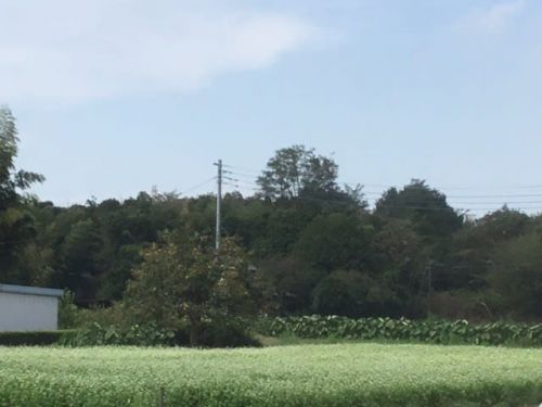 新蕎麦の季節
